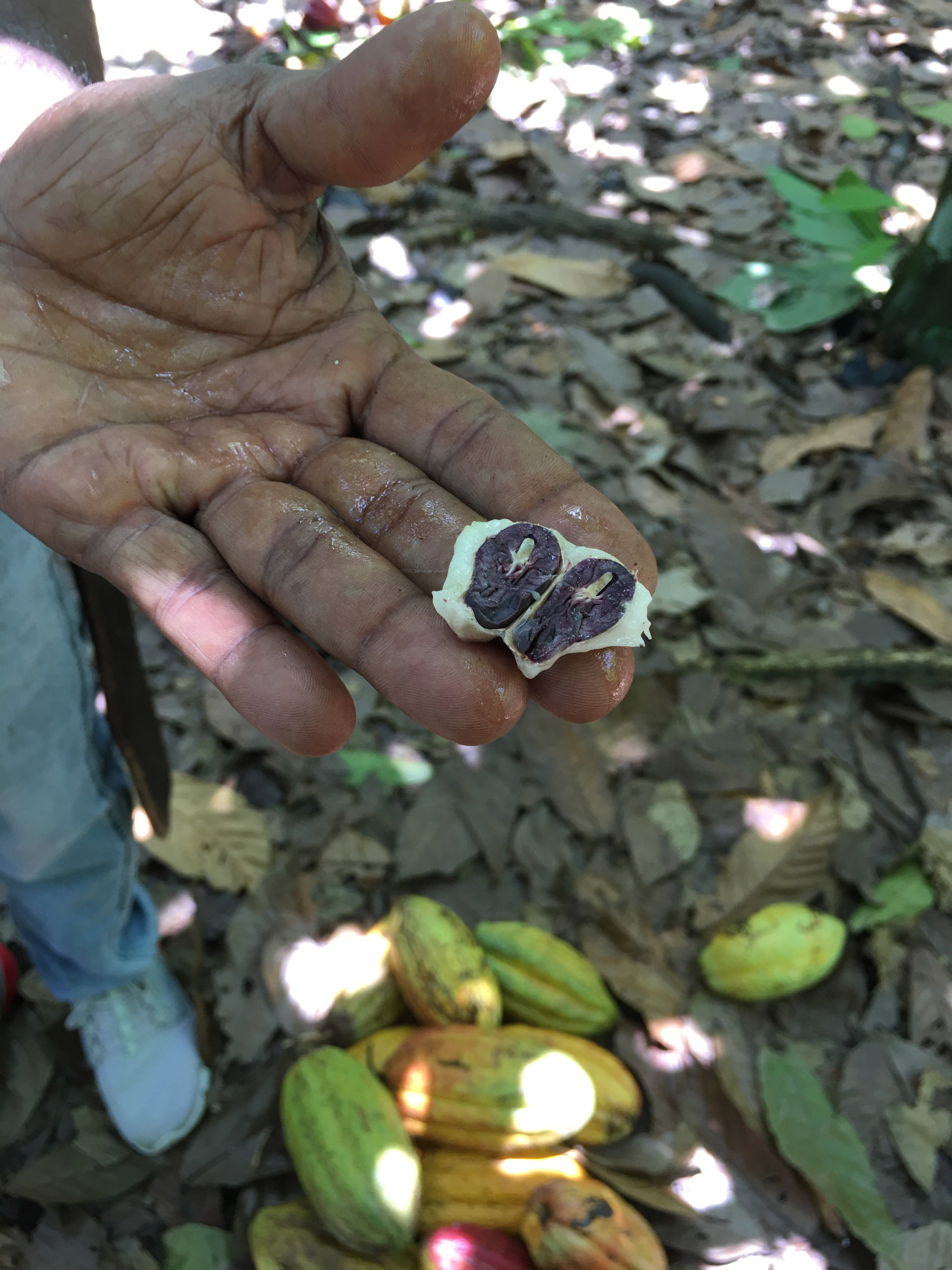 Rizek本社、カカオフィールド、カカオ博物館訪問 (Visita a Rizek, Sendero de Cacao y Kah Kow Experience)